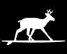 Surfing Deer